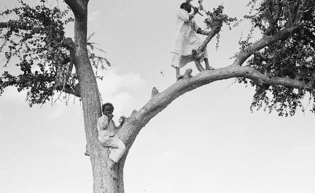 Children pull branches off trees, increasing the risks of desertification.1986