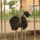 Ostrich in Kuku Zoo in Khartoum.      